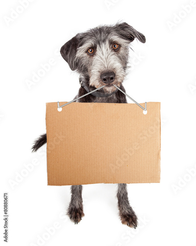 Dog Holding Blank Cardboard Sign photo