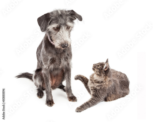 Dog Looking At Playful Cat