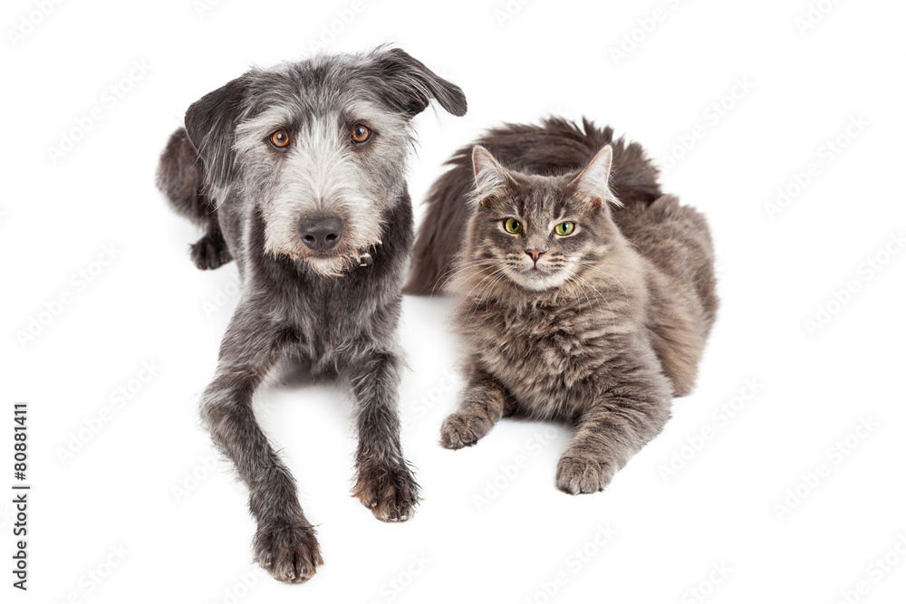 Gray Cat and Crossbreed Dog Gray Cat and Crossbreed Dog