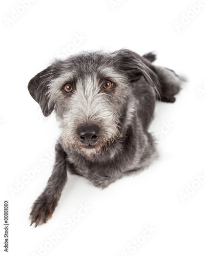 Grey Terrier Crossbreed Dog Laying Looking Forward