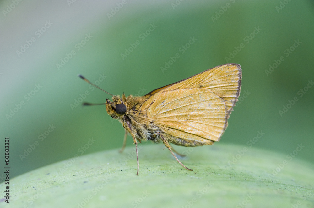 Borboleta da família Hesperiidae