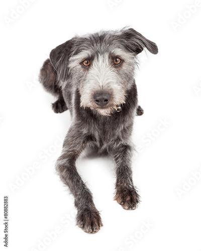 Mixed Terrier Breed Dog Laying Looking Forward