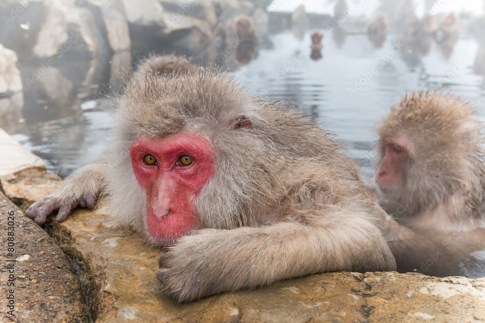 Fototapeta premium 温泉のおさるさん Monkeys and snow-see viewing hot spring