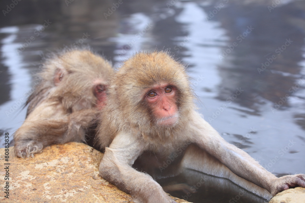 Snow monkey in hot spring