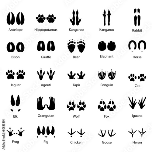 Set of traces of animals and birds, vector illustration