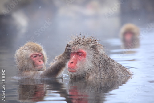 Snow monkey in hot spring