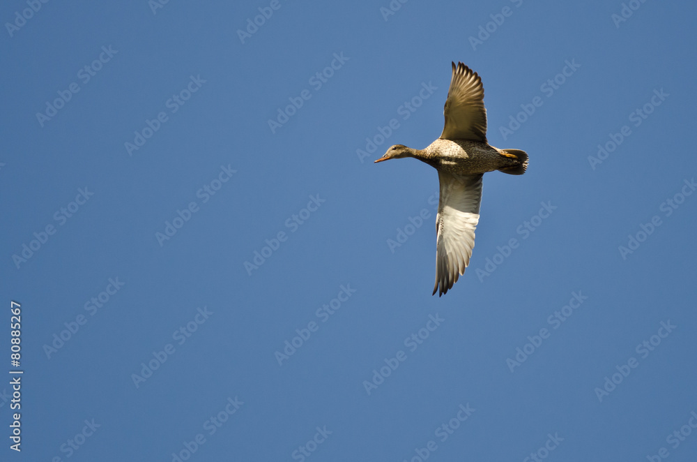 Female Mallard Duck Flying in a Blue Sky Female Mallard Duck Flying in a Blue Sky