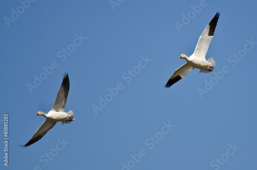 Pair of Snow Geese Flying in a Blue Sky