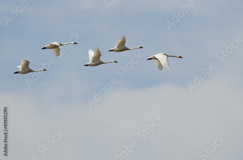 Flock of Tundra Swans Flying High Above the Clouds