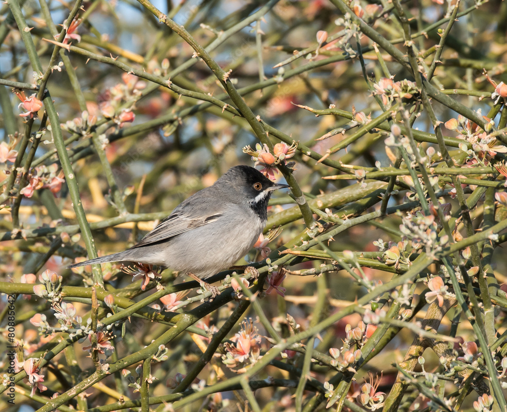 Obraz premium Ruppell's Warbler