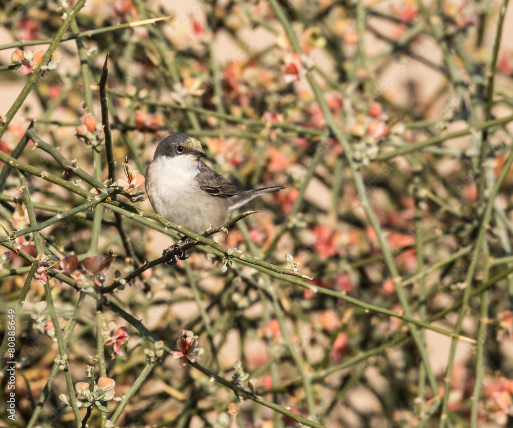 Fototapeta premium Ruppell's Warbler