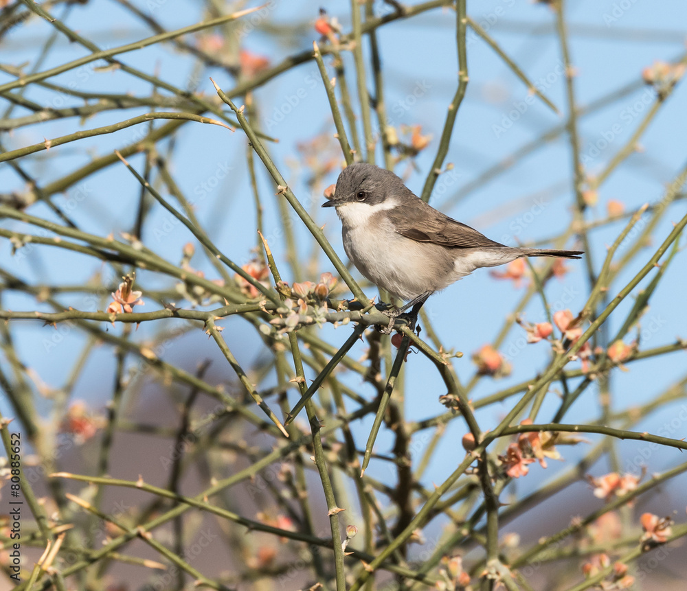 Ruppell's Warbler