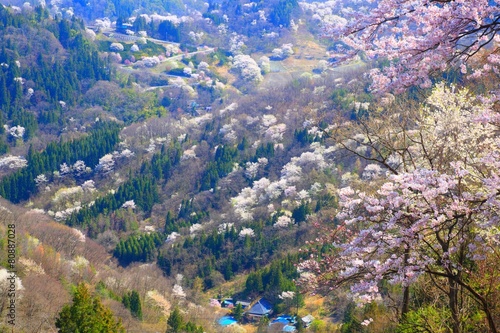 Prunus sargentii, Rikugou-Ousenkyo, Nagano, Japan