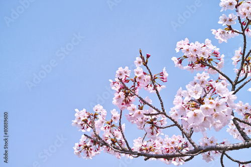 サクラの小枝と青空