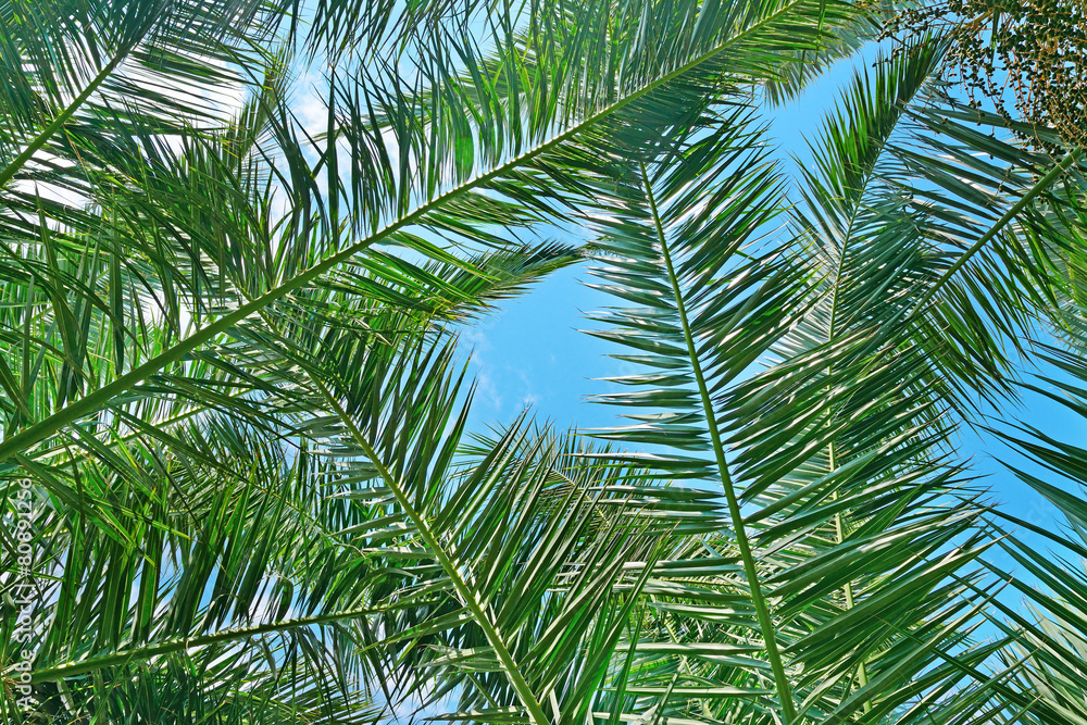 Fototapeta premium Branches of a coconut tree on background sky.