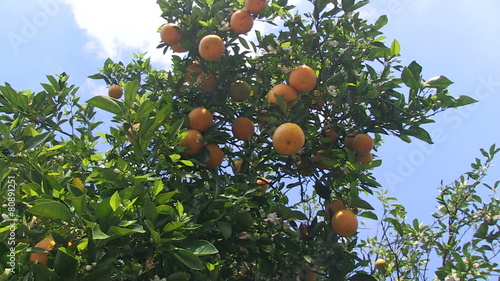 Oranges on a tree