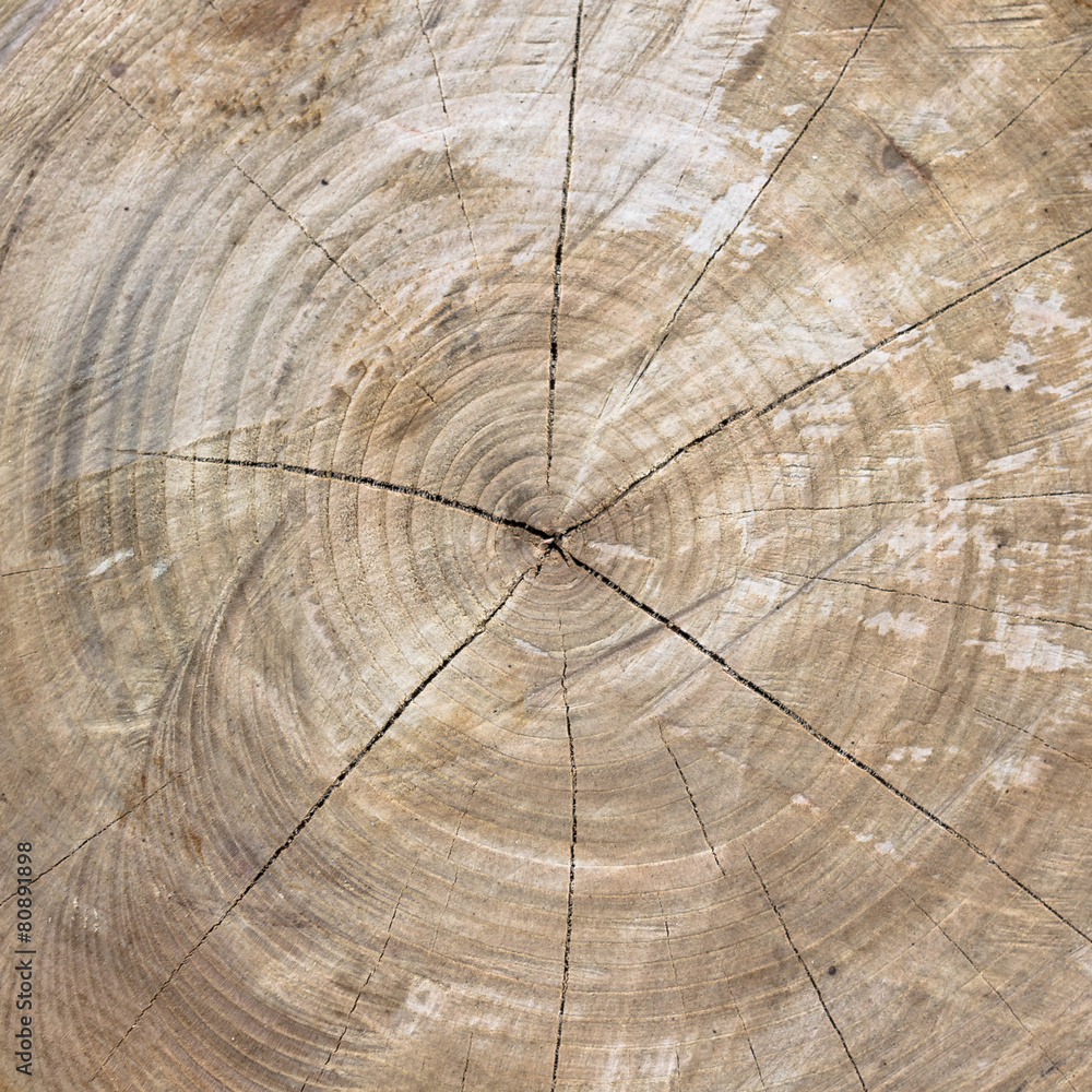 Naklejka premium Cut trunk