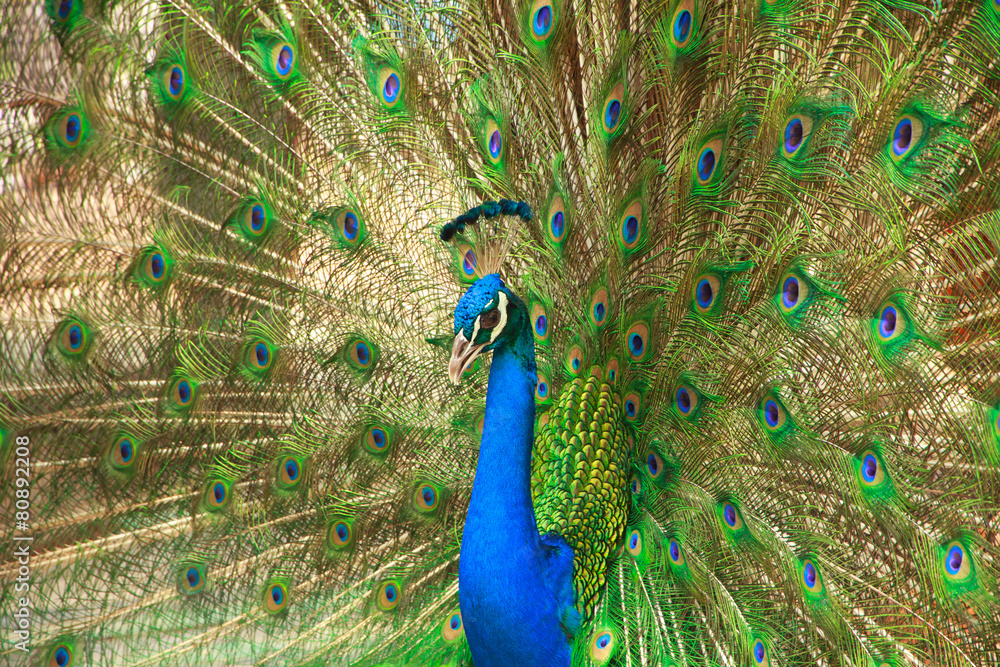 Naklejka premium Peacock - Stock Image