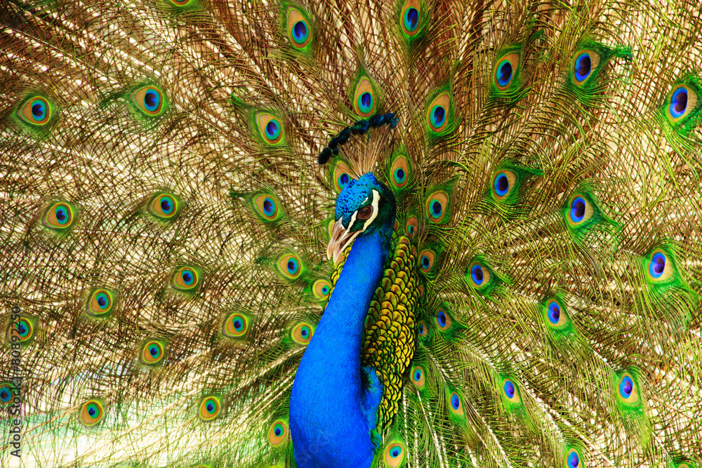 Fototapeta premium Peacock - Stock Image