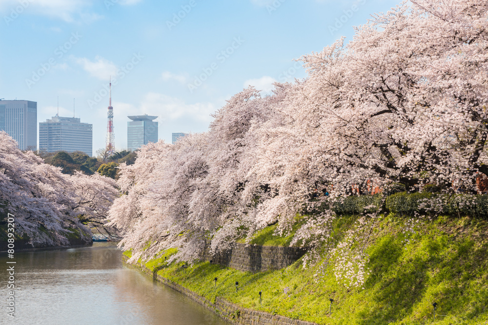Obraz premium 千鳥ヶ淵の朝の桜