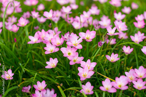 Pink Zephyranthes Lily,Zephyranthes Lily