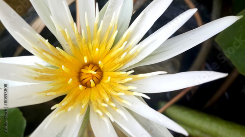 Close up of White and Purple Waterlily