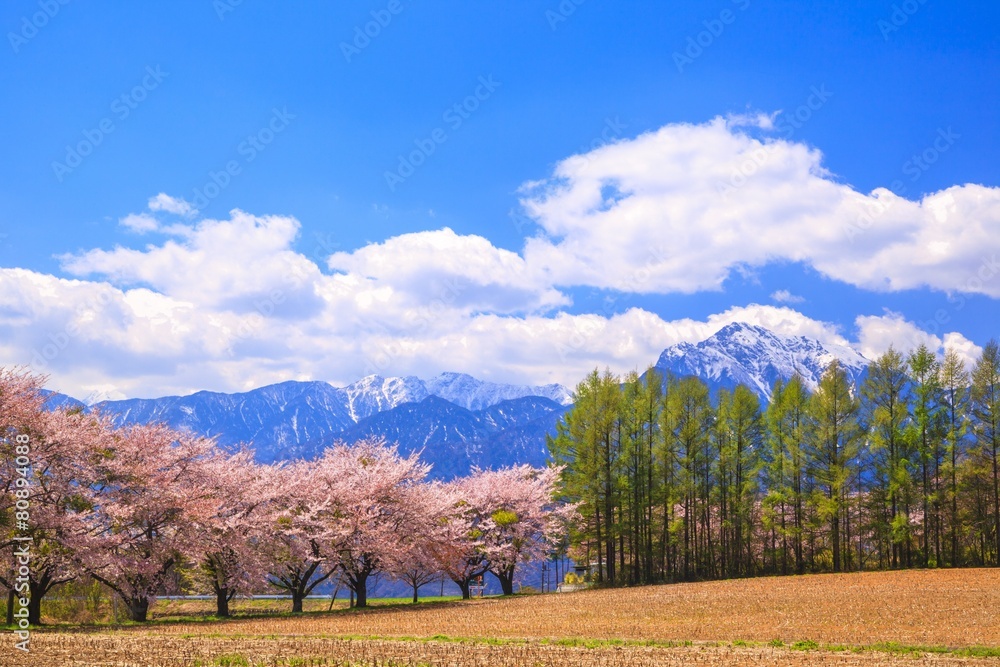 Cherry tree and Mt. Kaikomagatake, Yamanashi, Japan Cherry tree and Mt. Kaikomagatake, Yamanashi, Japan