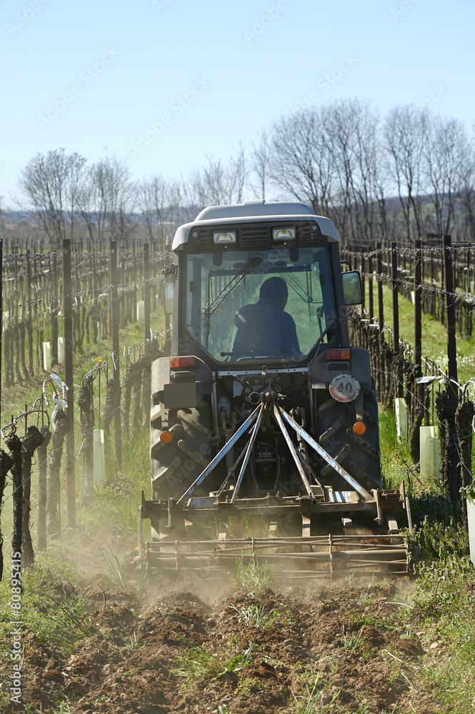Fototapeta premium aratura della vigna