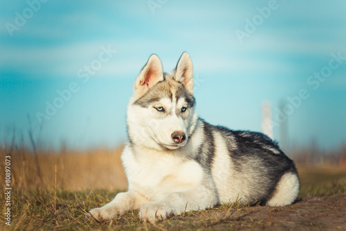 Siberian Husky on the field