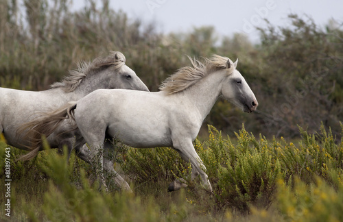 Beautiful horses running © Reddogs