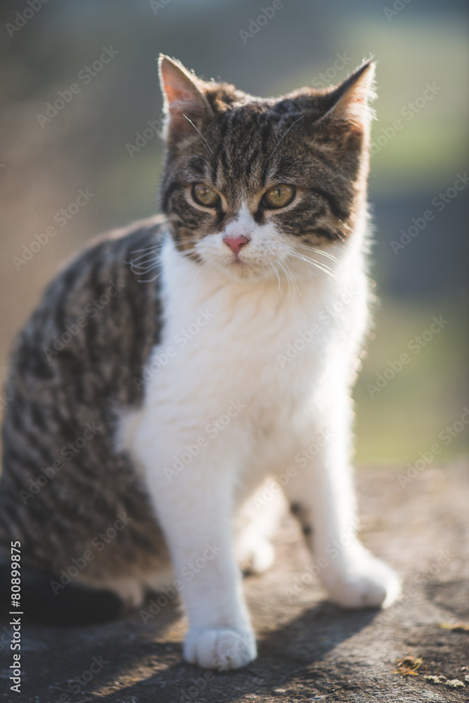 Cute cat posing outdoor