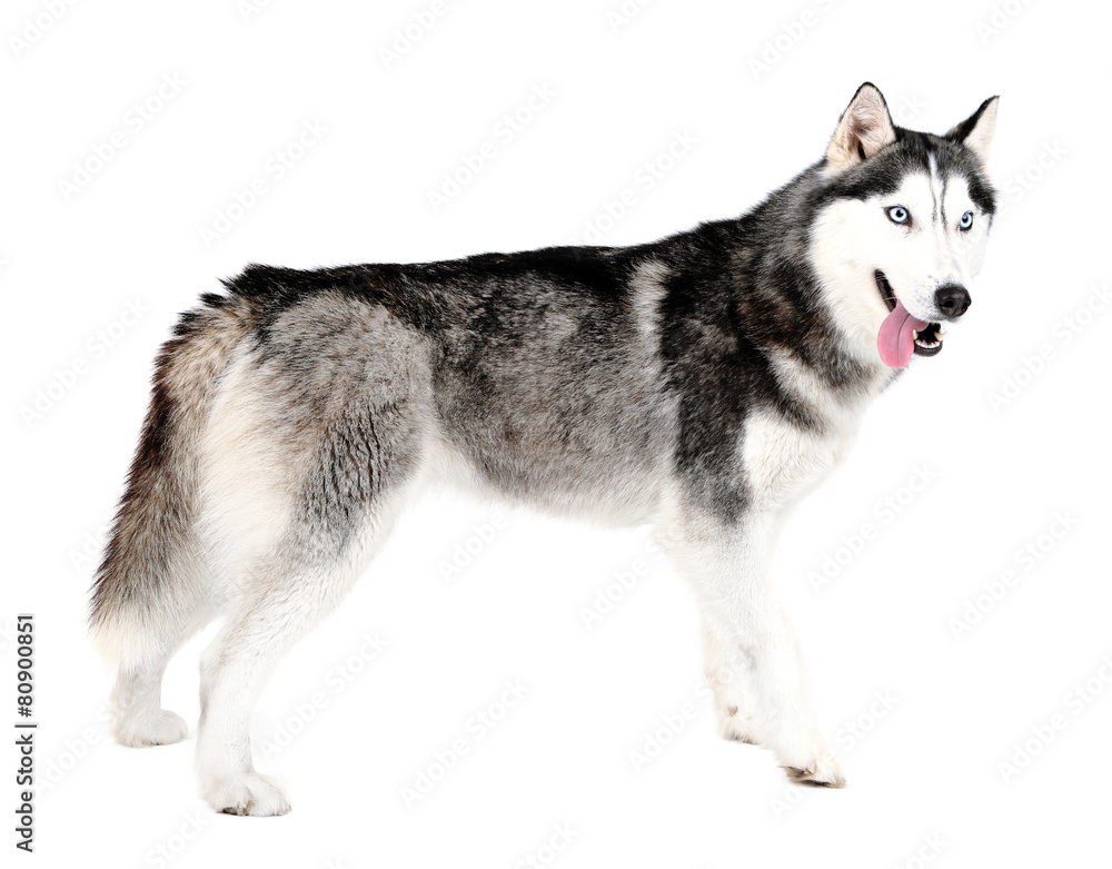 Beautiful cute husky, isolated on white Beautiful cute husky, isolated on white