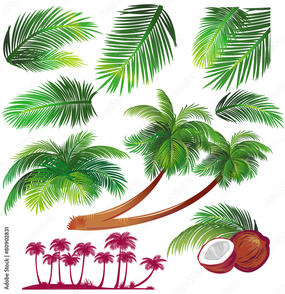 Naklejka premium Tropical palms leaf