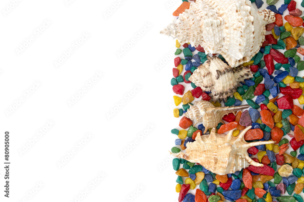 Fototapeta premium colorful background made of shells