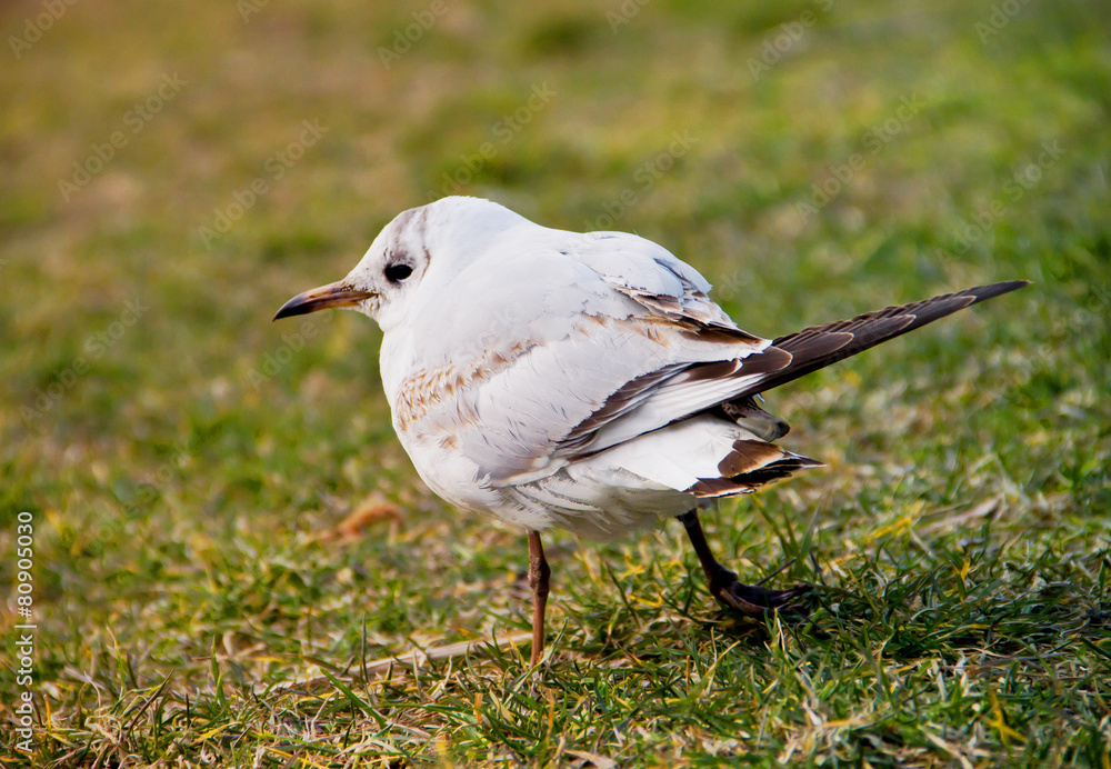 Obraz premium Seagull