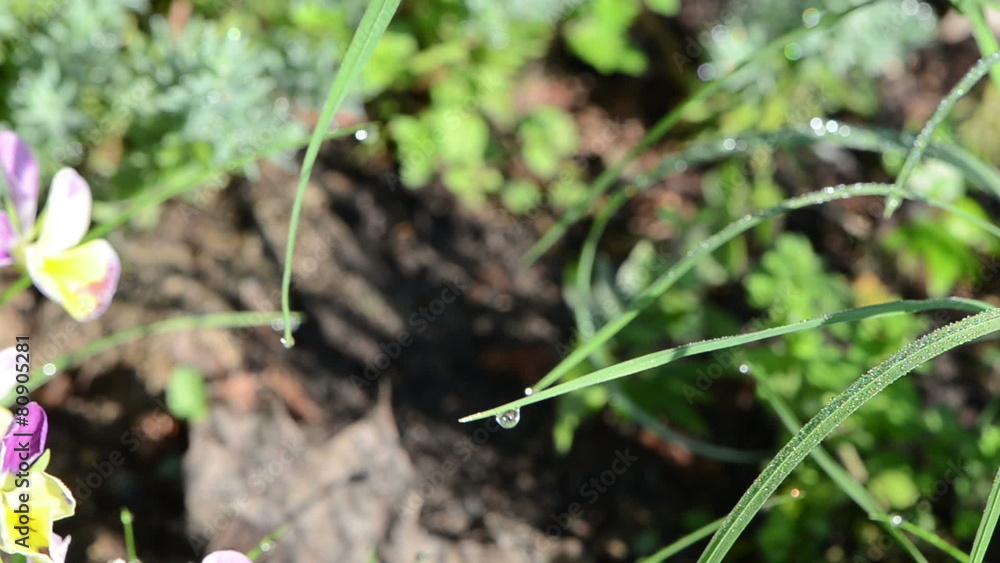 long grass stem covered with morning dew drops move in wind long grass stem covered with morning dew drops move in wind