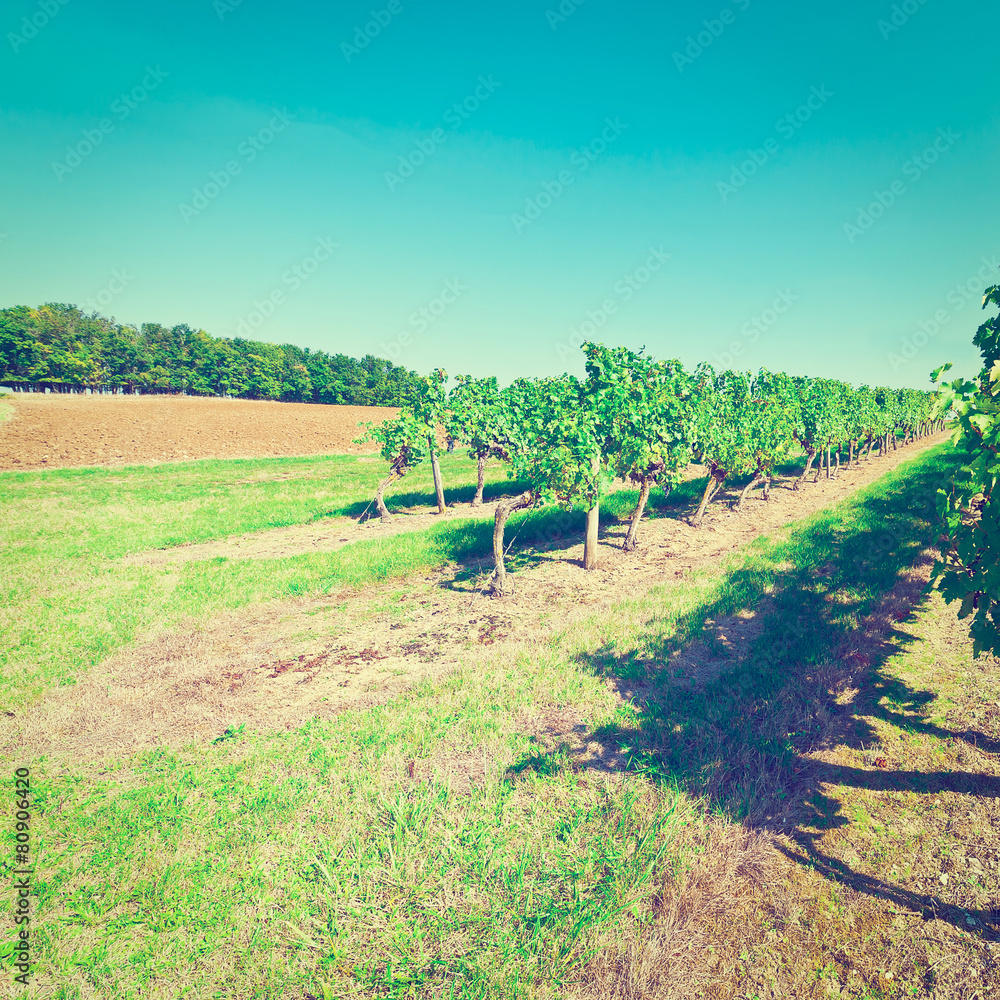 Fototapeta premium Grapes