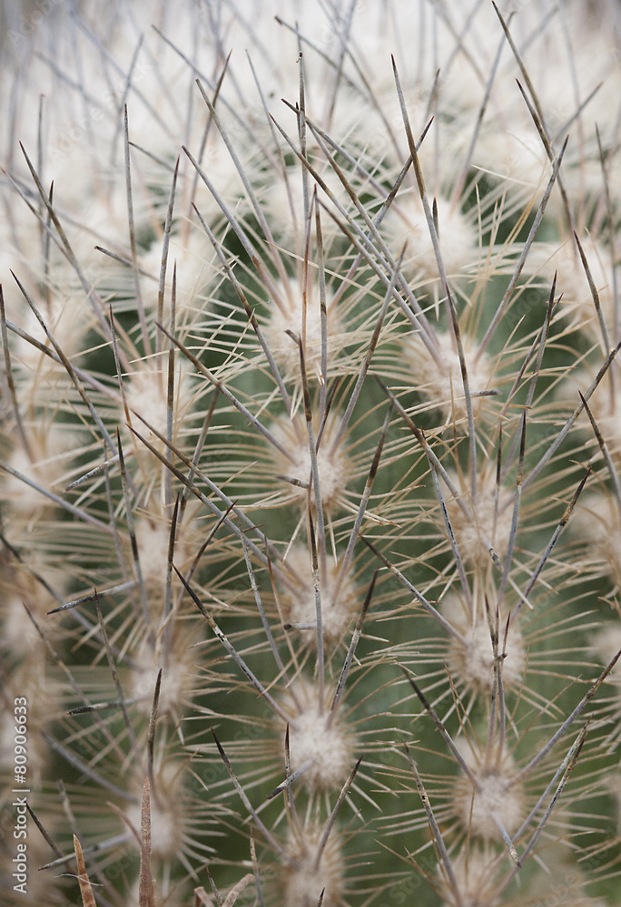 Obraz premium cactus texture