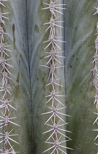 cactus texture