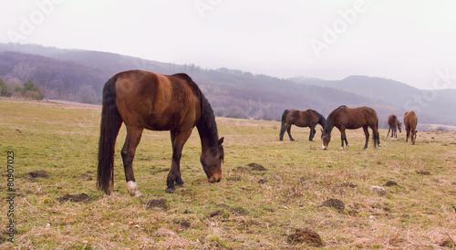 Horses Grazing on Field