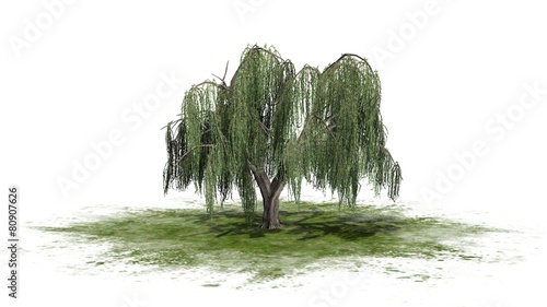 Fotografija group weeping willow - isolated on white background