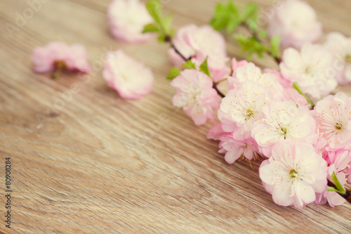 pink cherry flowers