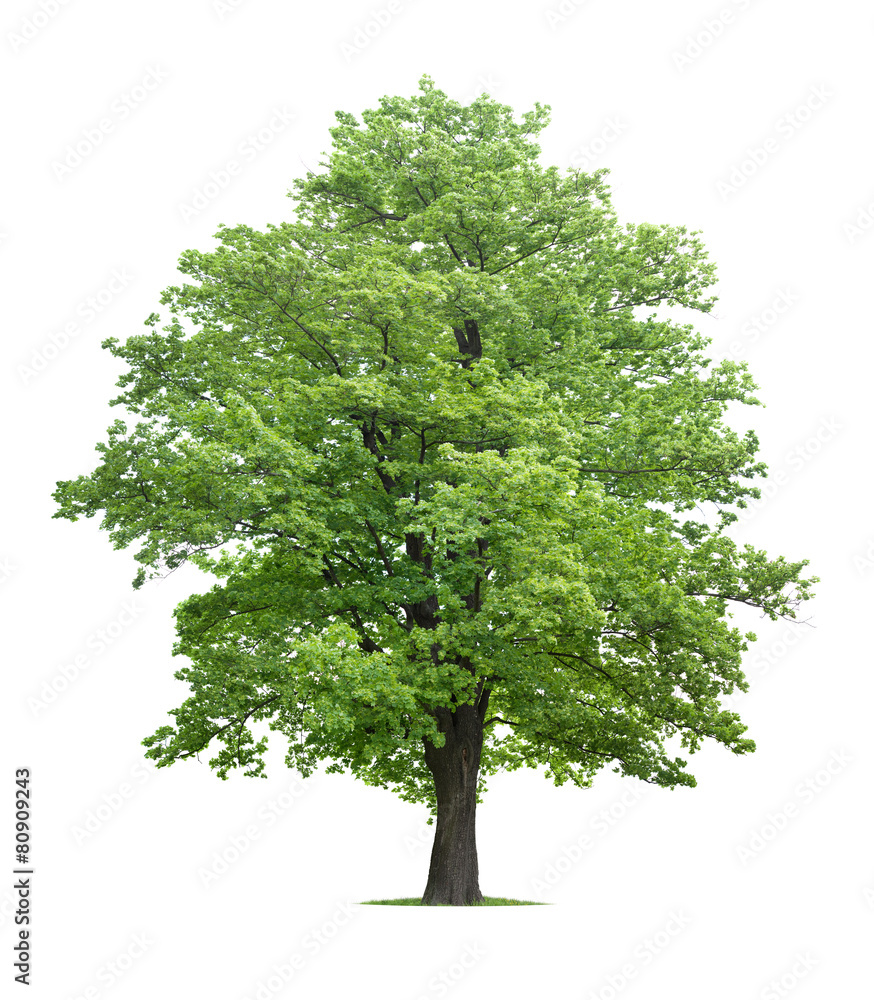 Fototapeta premium Maple tree