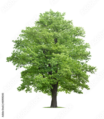 Fotografia Maple tree