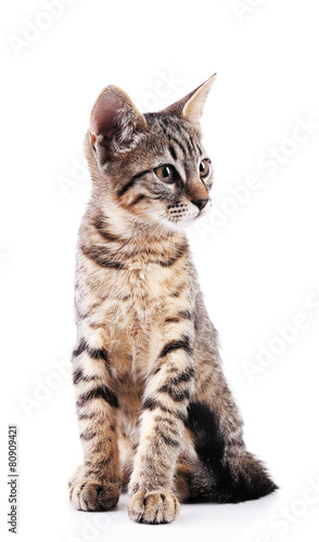 Cute kitten isolated on white