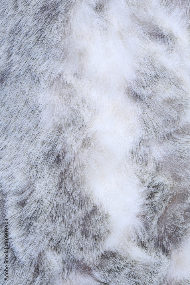 texture of gray fur texture of gray fur