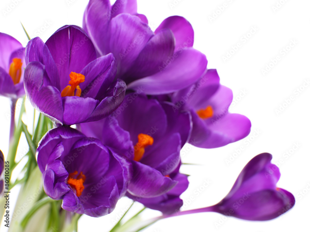 Obraz premium Purple crocus isolated on white