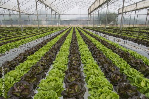 Lettuce crops in greenhouse