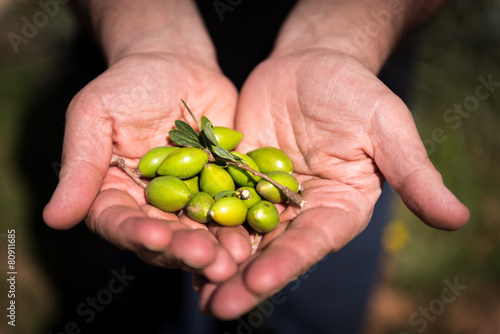 Fresh Argan Fruits picked up from a tree