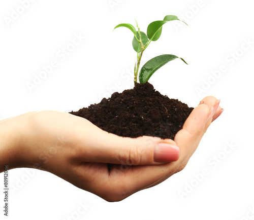 Female handful of soil with small green plant isolated on white